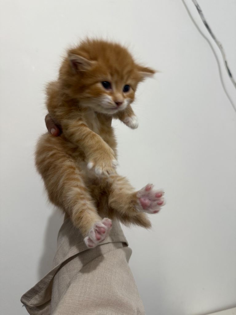 Norwegian cross kittens 