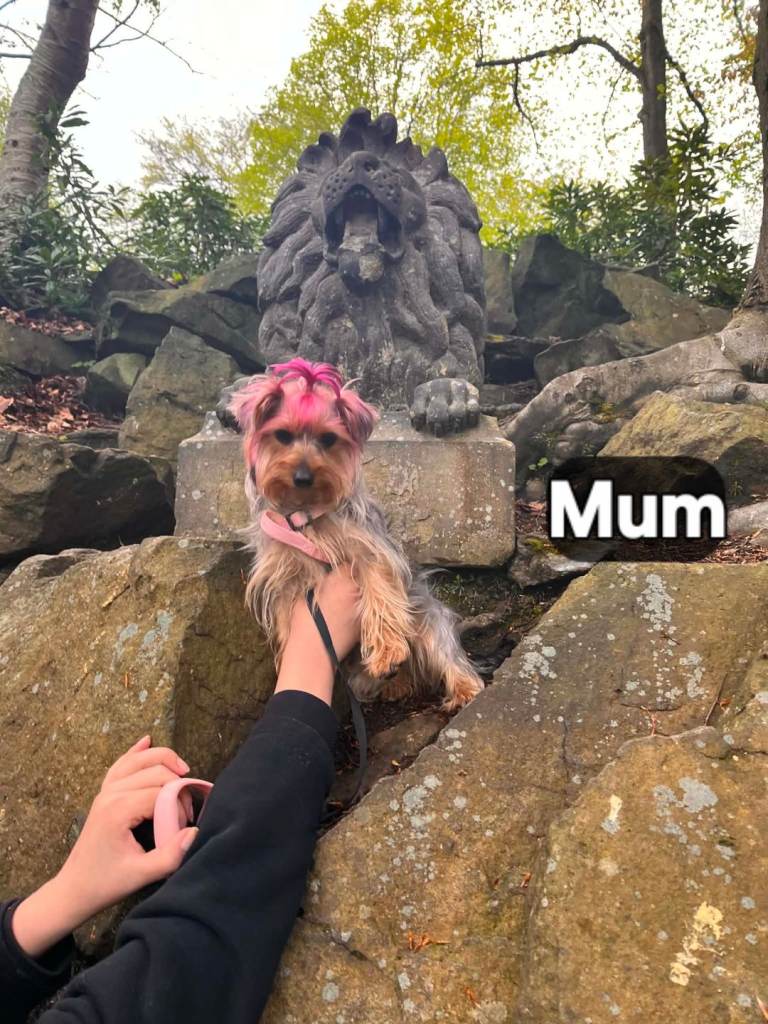 Yorkshire terrier