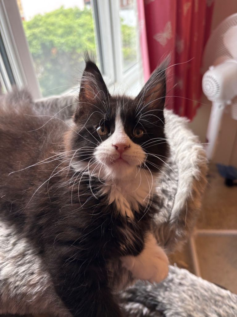 Beautiful Maine Coon kittens
