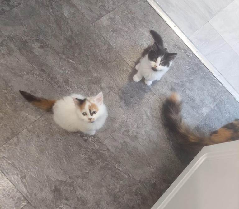 Beautiful fluffy long hair kittens