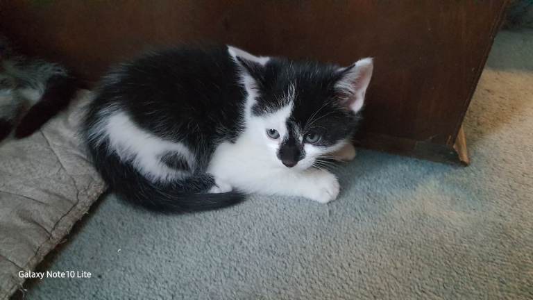 Kitten for adoption 