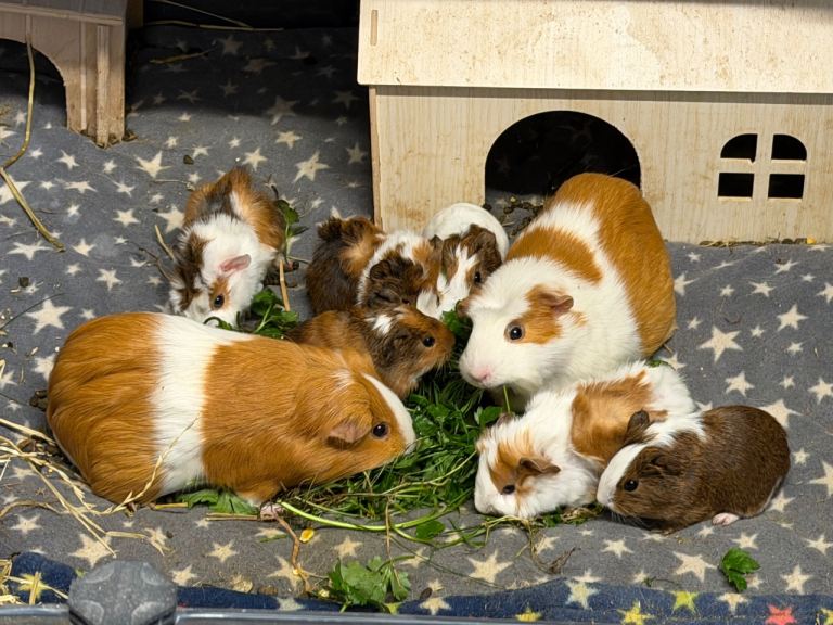 Guinea pigs 