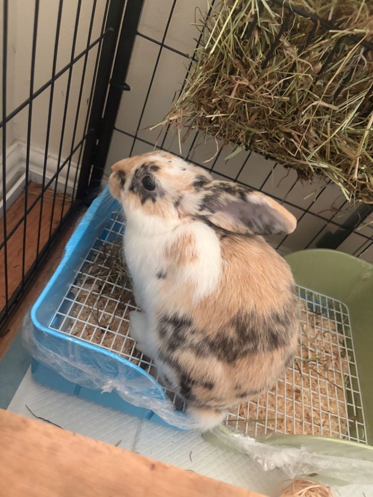 Mini lop