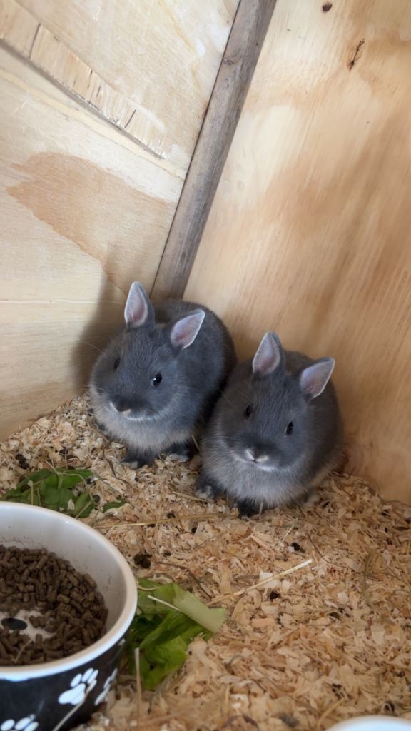 Netherland dwarf 