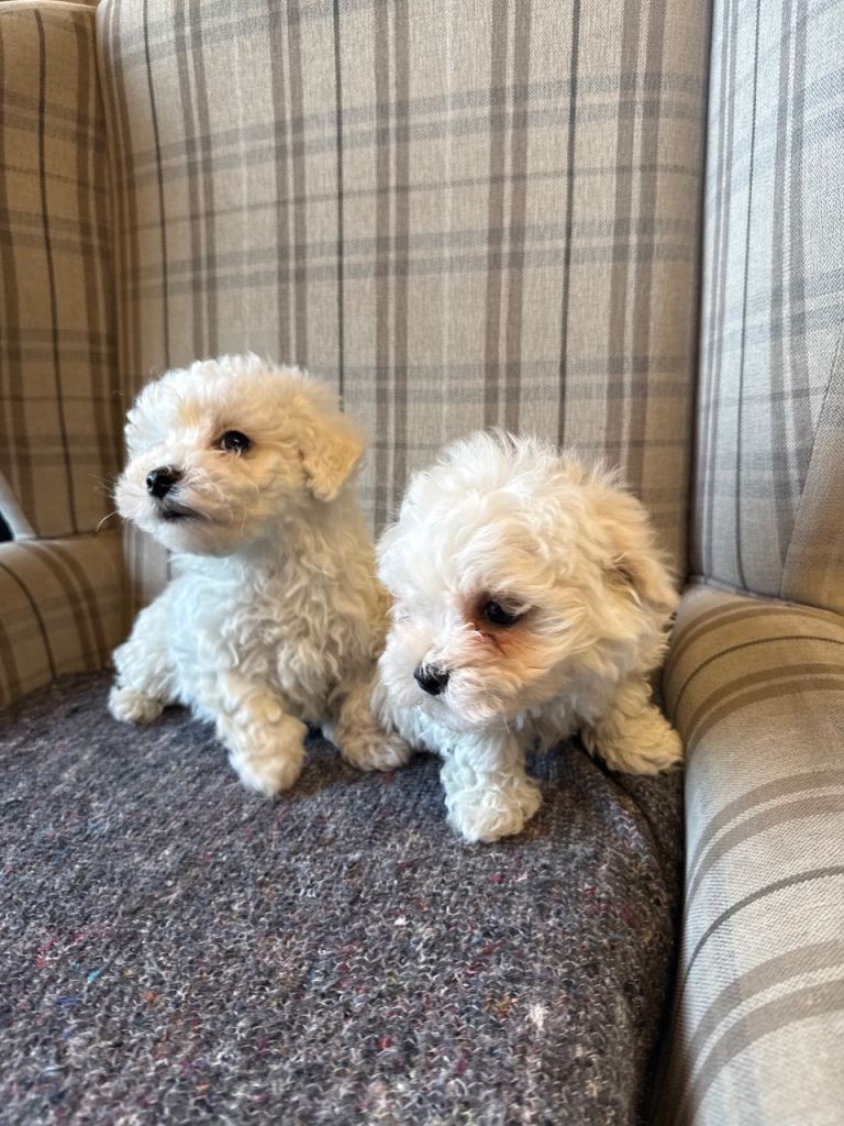 2 pure breed Maltese pups 
