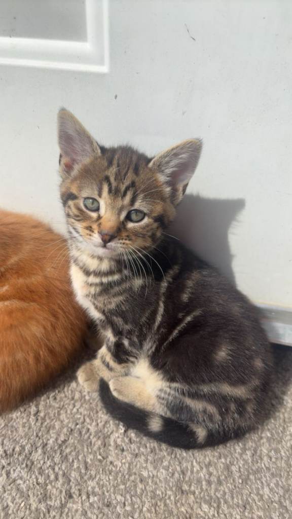 Female kitten