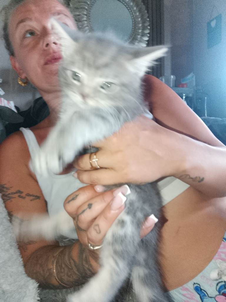 Fluffly tabby kittens amazing colours 