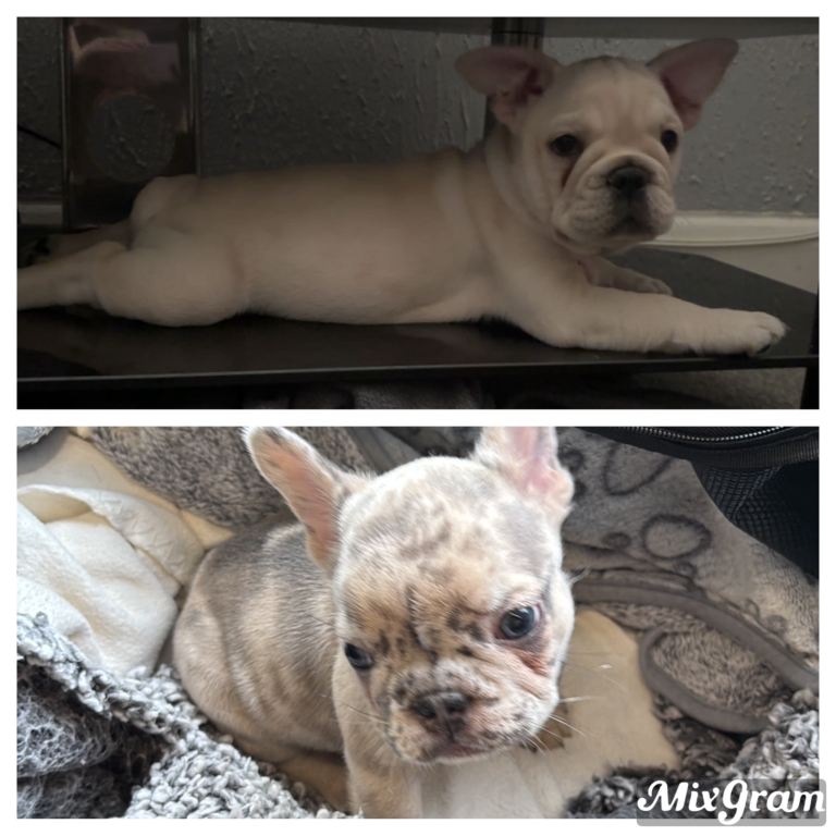 Reduced! Last2 left frenchie pups🐶❤️