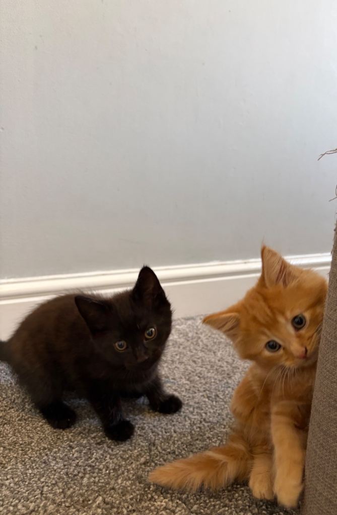Black Domestic x Norwegian forest kitten