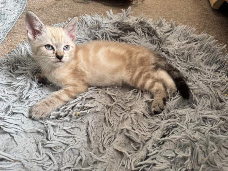 6 stunning Kittens Looking for Their Forever Homes
