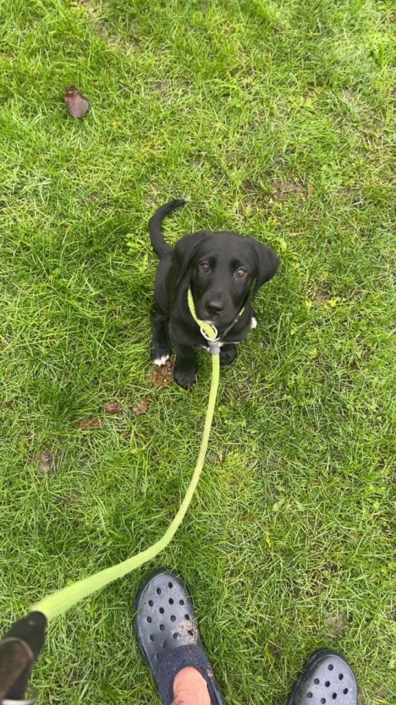 13 week old puppy looking for a forever home 