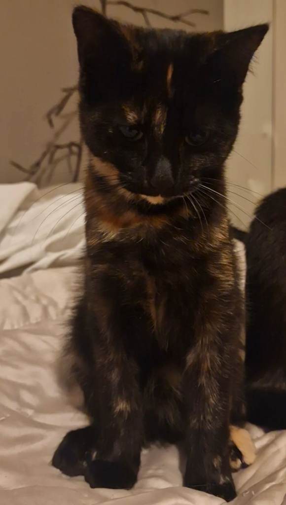 Kittens available (older) 