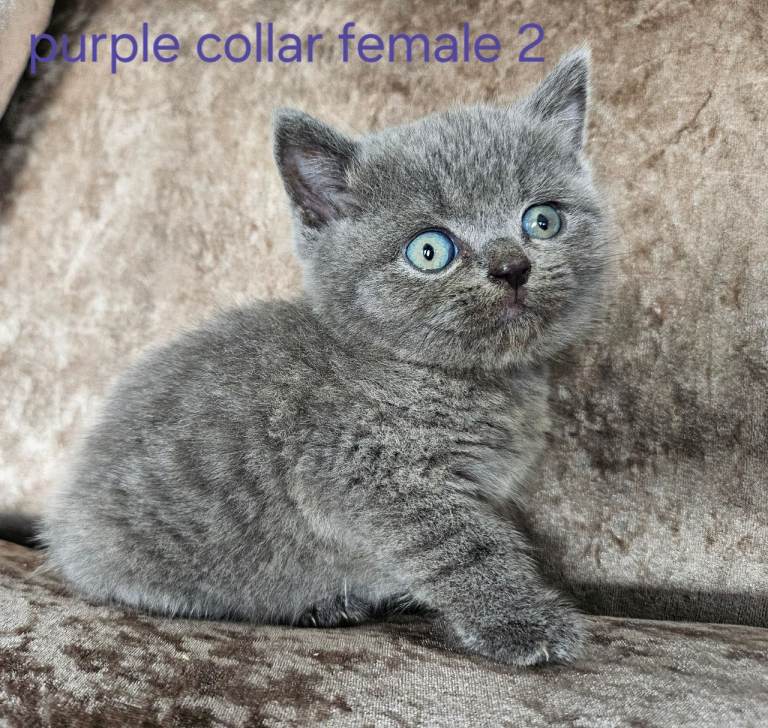 3 pedigree British blue shorthairs kittens