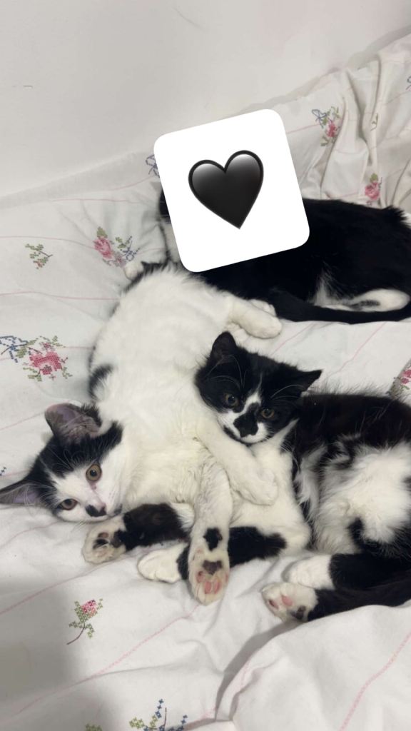 2 tuxedo kittens 