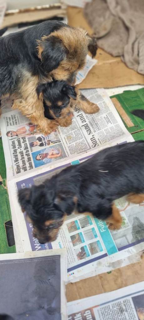 Yorkshire terrier puppies 