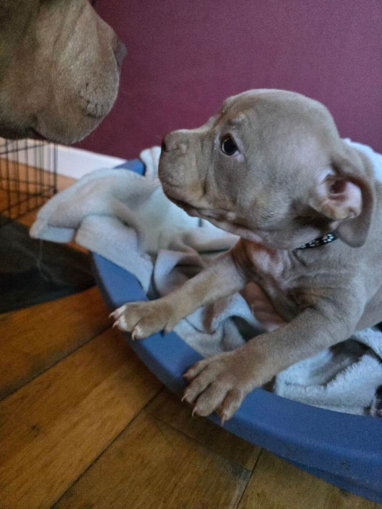 Pocket Bully Puppies