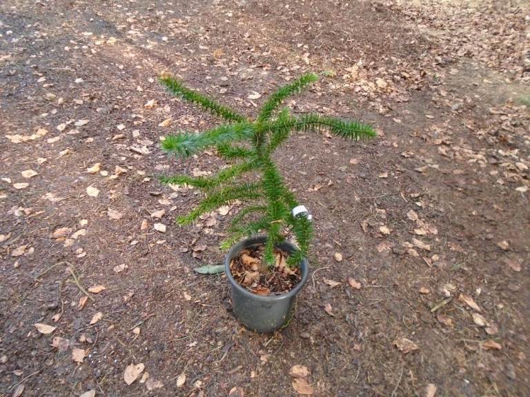 Monkey Puzzle Tree 