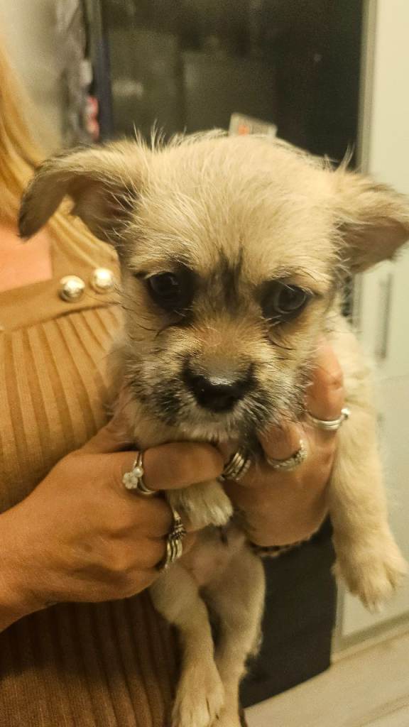 Pom-chi shitzu cross puppies for sale!