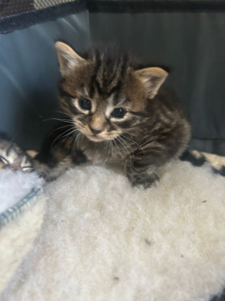 Kittens 