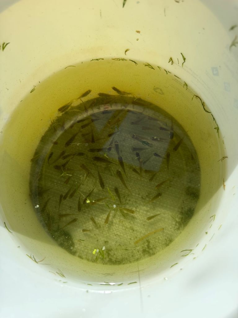 Lemon goldfish and Koi carp baby fish fry 60 for £30