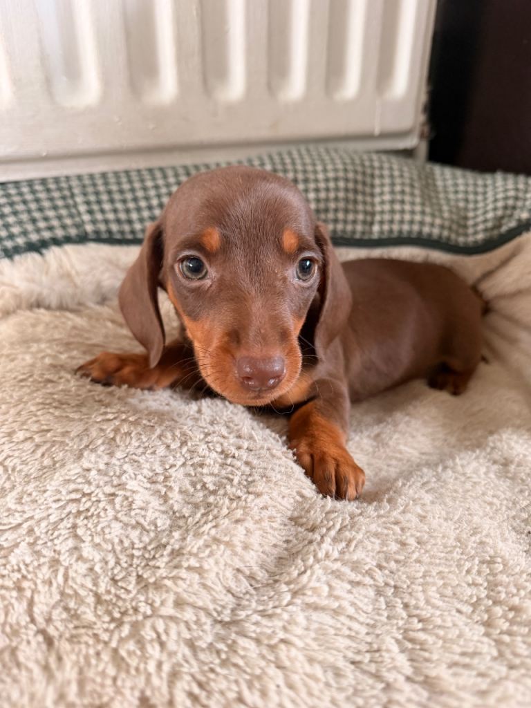 Miniature Dachshund Puppies 