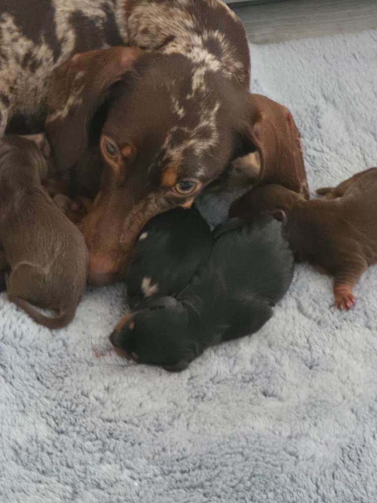 Daschund puppies for sale 