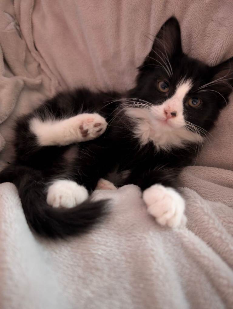 Beautiful long haired felix kitten for sale