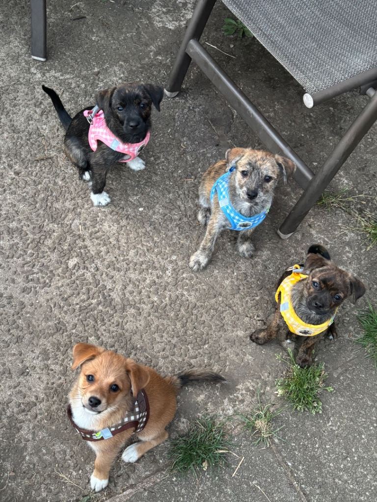 Gorgeous, sociable, home-bred pups