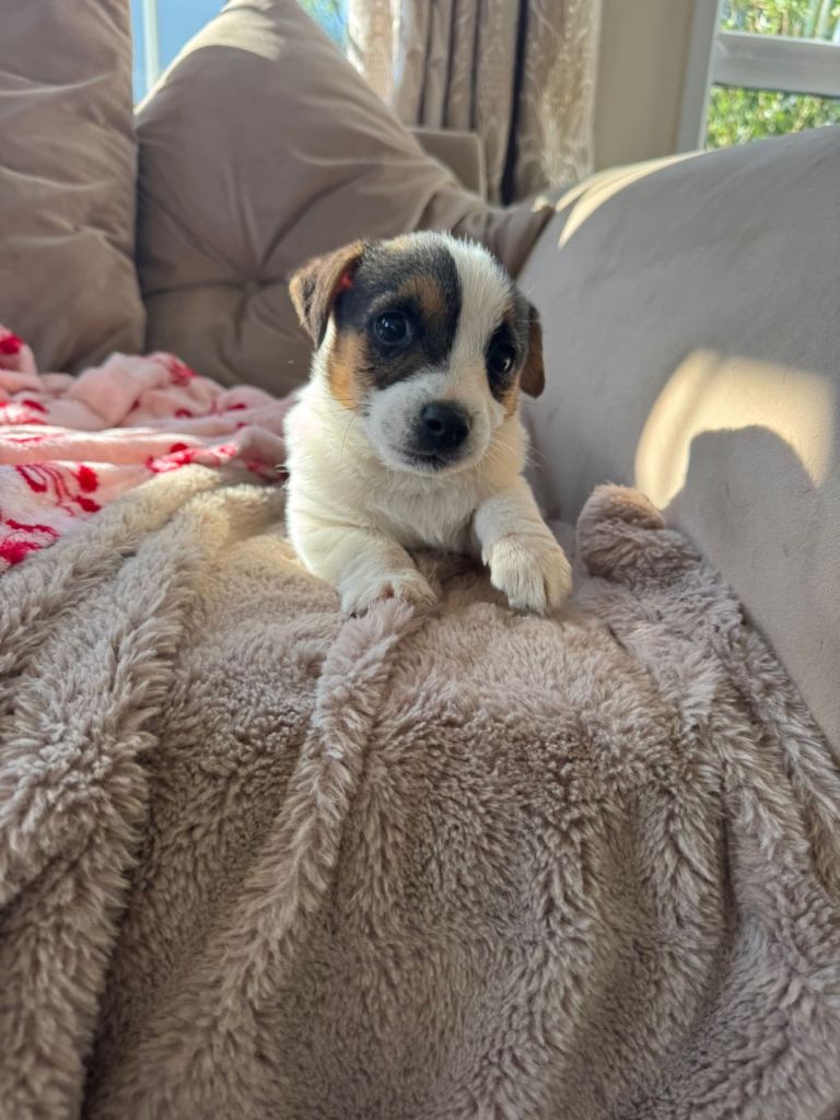 Traditional short legged Jack Russell puppy