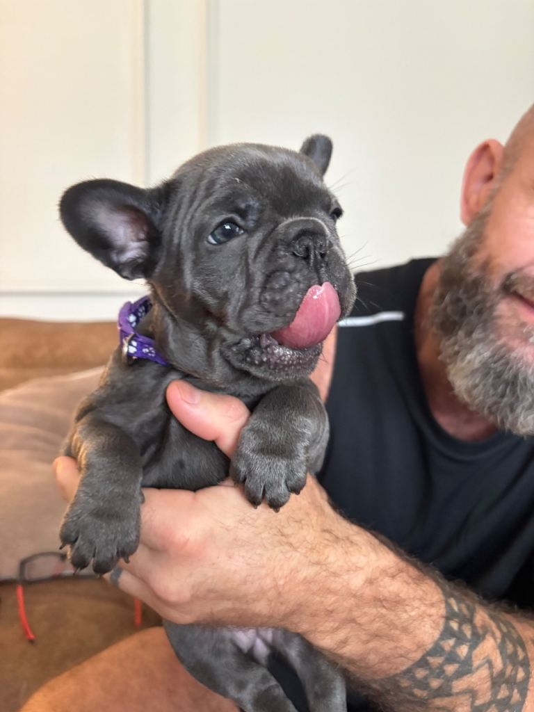 French bulldog puppies for sale 