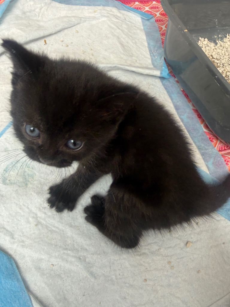 Kitten for Sale mother is British Short