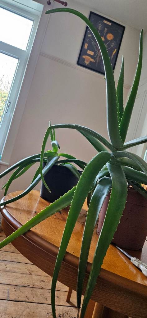 Two very large aloe vera house plants