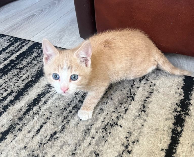 Kitten for sale