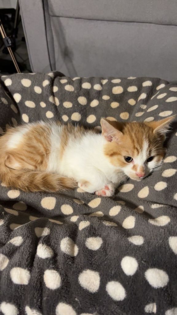 X2 Ginger kittens - Ready to leave!
