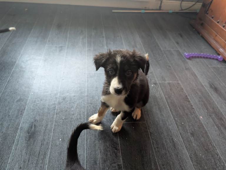 Border Collie puppies 