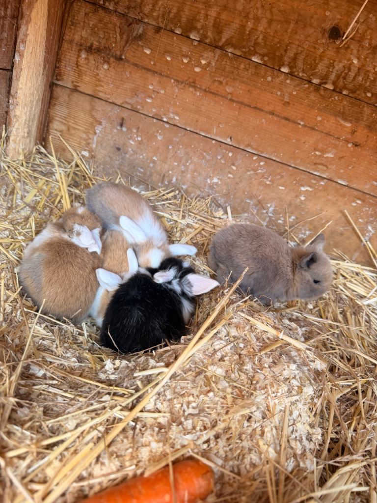 Mini lop bunnies 