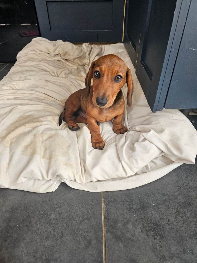 Beautiful miniature dachsunds 