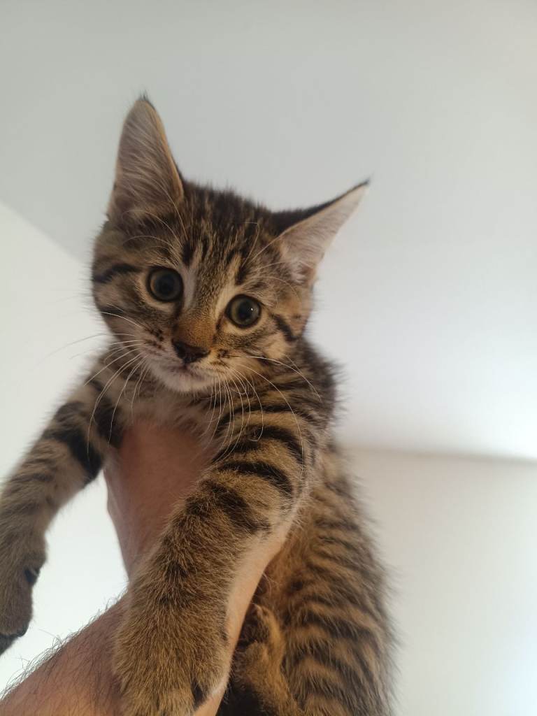Cat kittin 9 weeks old