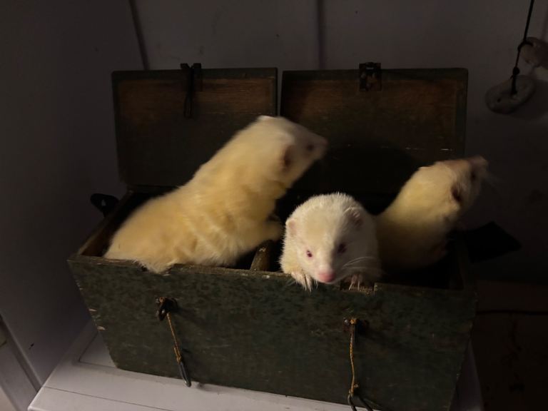 Ferrets 