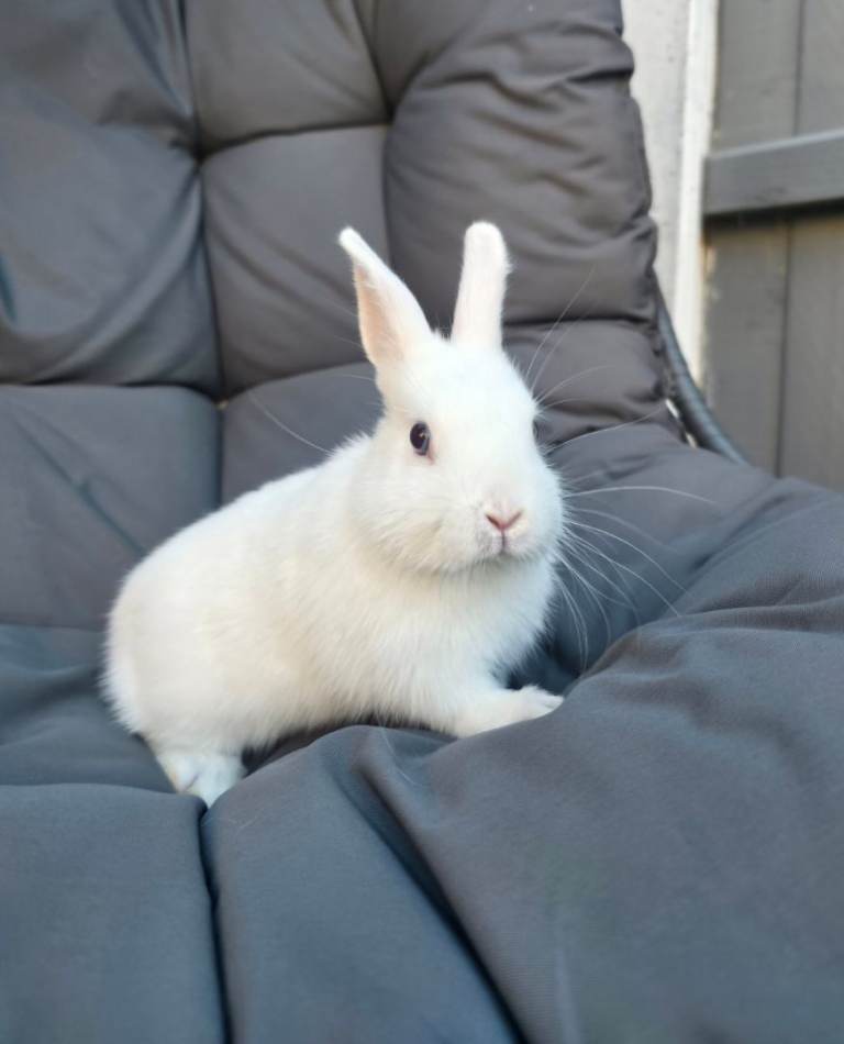 Netherland Dwarf Rabbits 