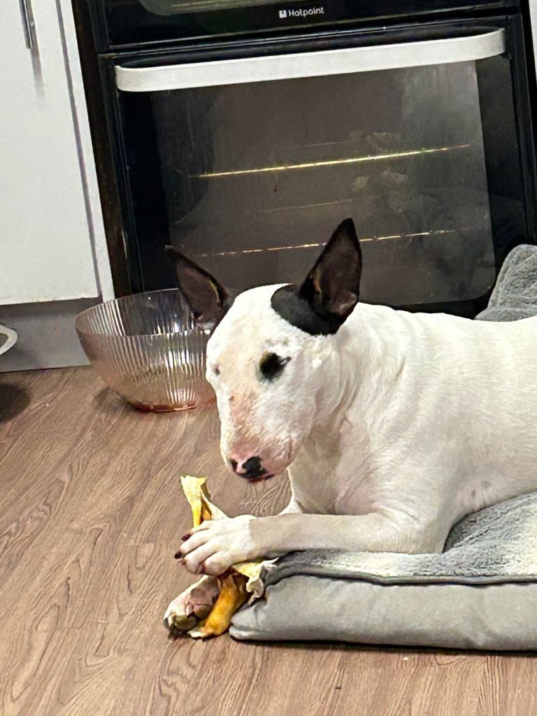 Loving English bull terrier wanting loving home 