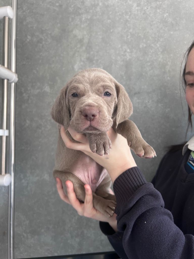 Weimaraner puppies for sale Cambridge 