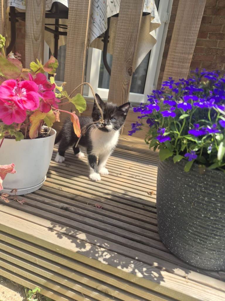 black and white kittens
