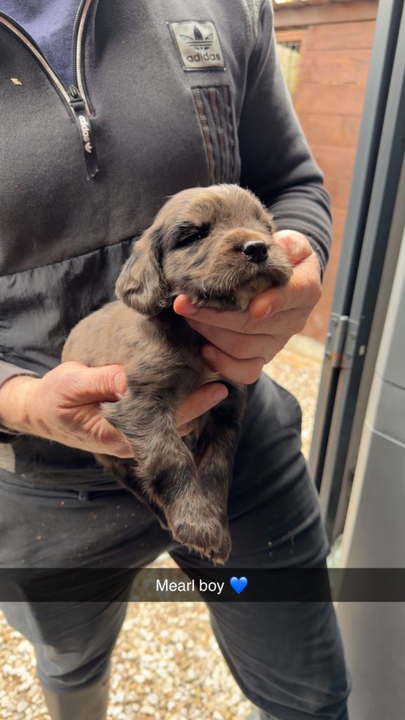 Adorable cocker spaniel puppies 