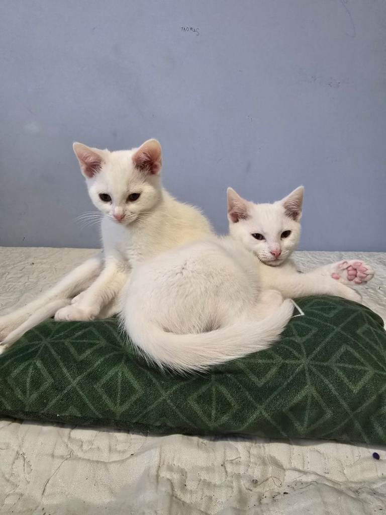 Turkish white Angora Cat  Male 