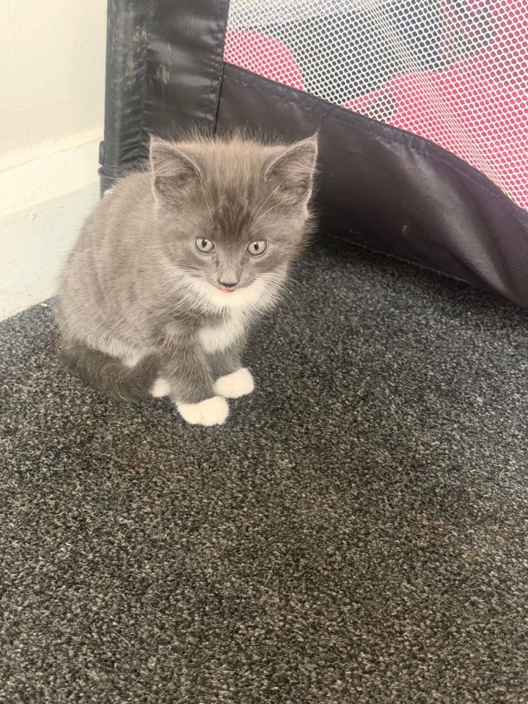 Kittens 