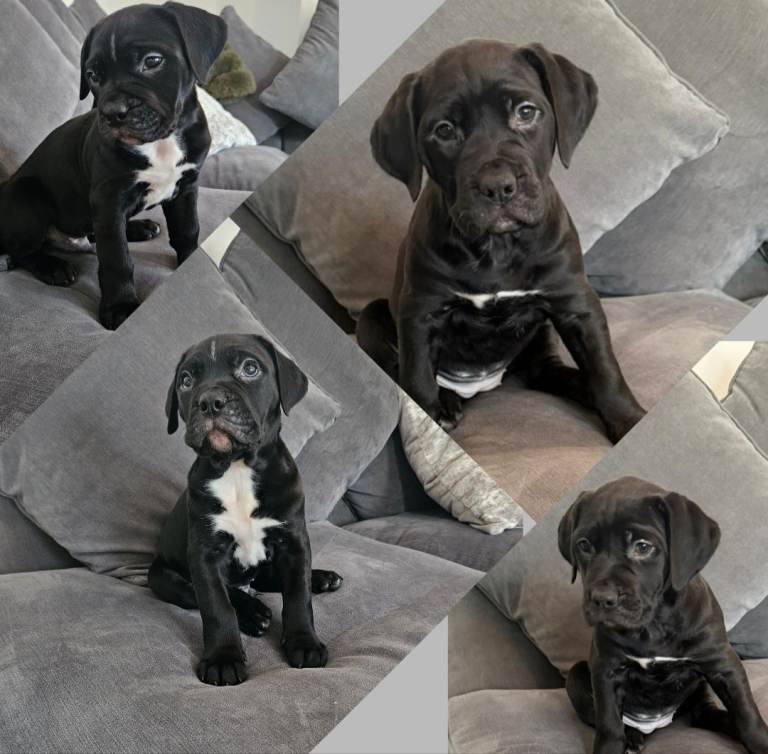 Pressa x mastiff ready for forever homes 