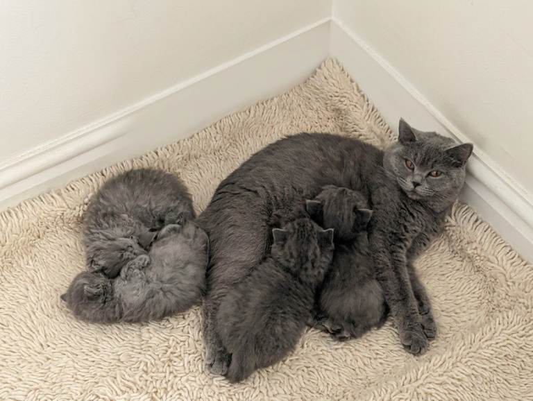 kittens for sale