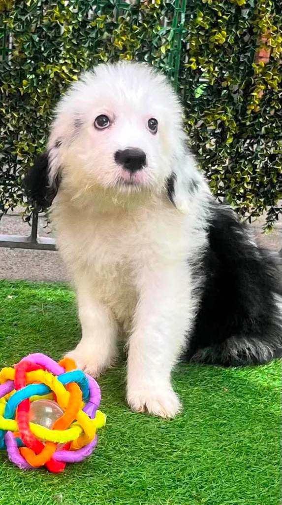 Old English x St Bernard puppies