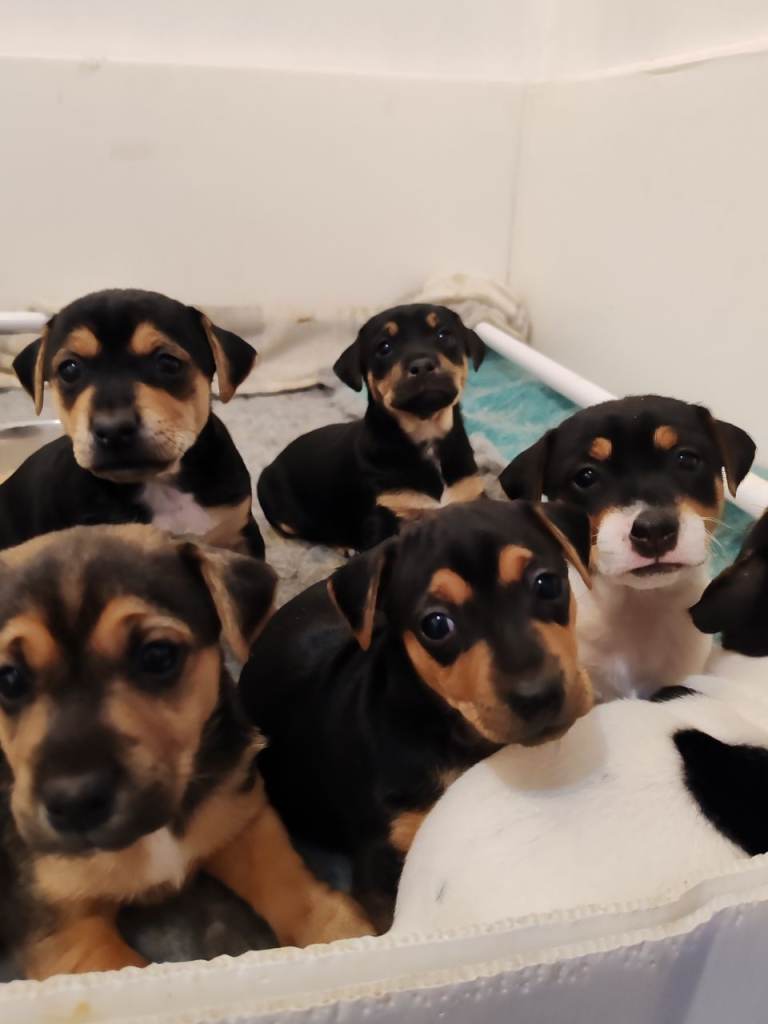 Jack Russell Puppies, miniature.